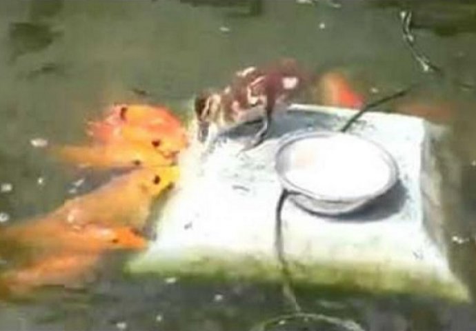 Životinjska prijateljstva: Oduševit će vas patka koja hrani ribe (VIDEO)