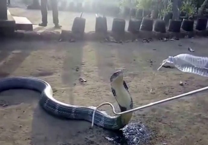 Kobra je tako žedna da su joj dali da pije vodu iz flaše! (VIDEO)