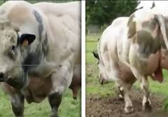 Naučnici vjeruju da su stvorili savršenu kravu, izgleda prilično zastrašujuće! (VIDEO)