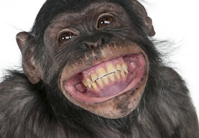 OVO MORATE VIDJETI: Fotografije najsretnijih životinja na svijetu ĆE VAM ULJEPŠATI DAN!