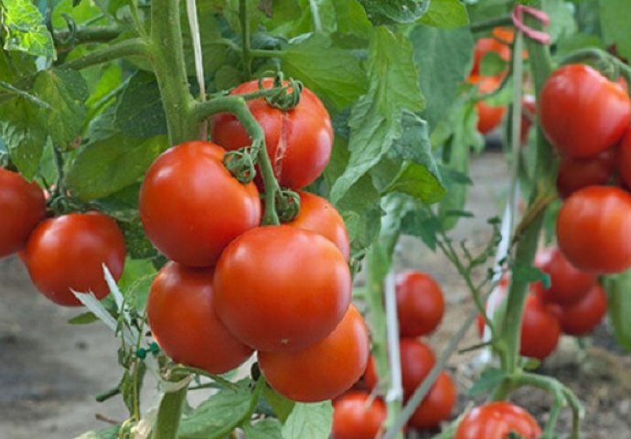 Agroindustrija BiH bilježi rast izvoza od 17,43 posto i uvoza od 8,65 posto