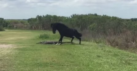 Brutalna priroda: Divlji konj napao ni manje ni više nego aligatora! (VIDEO)
