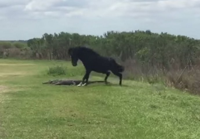 Brutalna priroda: Divlji konj napao ni manje ni više nego aligatora! (VIDEO)