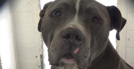Tužno: Ovaj pas plače jer je shvatio da je napušten (VIDEO)