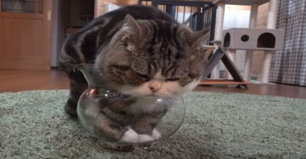 Upornost je vrlina: Ovako to izgleda kada se velika maca pokuša ugurati u malu zdjelu!(VIDEO)