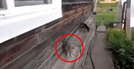 Ona naređuje psu da unese mačku u kuću, ono što je uslijedilo se ne viđa svaki dan! (VIDEO)