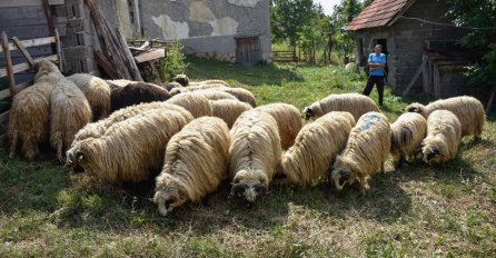 Porodica Čomor decenijama uzgaja i prodaje kurbane (FOTO)