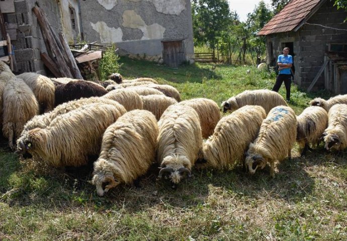 Porodica Čomor decenijama uzgaja i prodaje kurbane (FOTO)