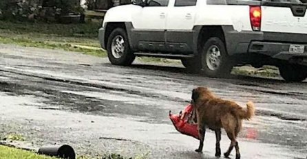 HODA ULICAMA I NOSI HRANU: Pas postao lokalni heroj nakon URAGANA