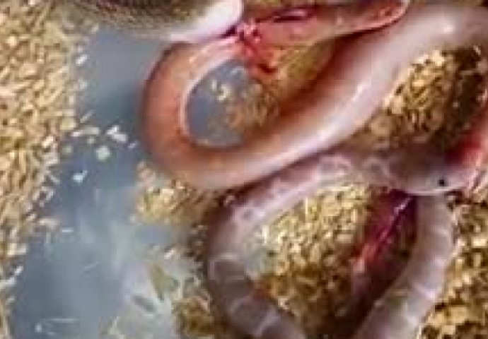 OVO NISTE VIDJELI DO SADA: Ovako izgleda kada se zmija porađa (VIDEO)
