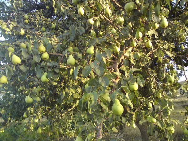pear-tree-in-hamedan-iran