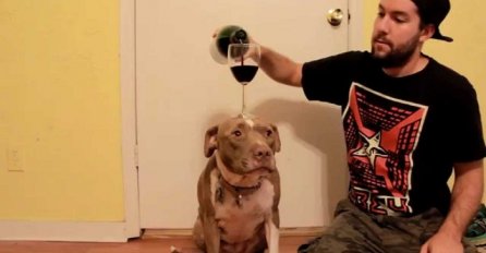 Stavio je psu čašu za vino na glavu, a ono što slijedi će vas ostaviti bez teksta (VIDEO)