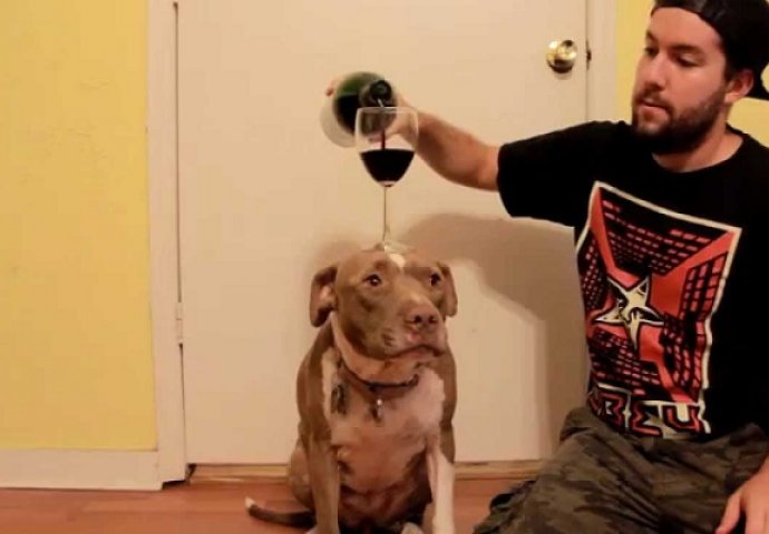 Stavio je psu čašu za vino na glavu, a ono što slijedi će vas ostaviti bez teksta (VIDEO)