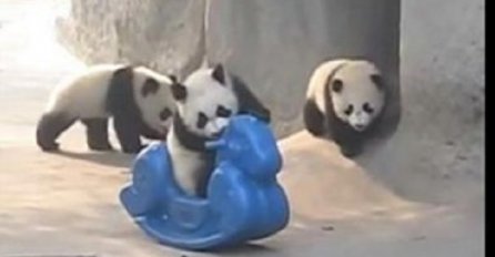 Pandama su u kaveze ubacili klackalicu, ono što slijedi će vas razniježiti! (VIDEO)