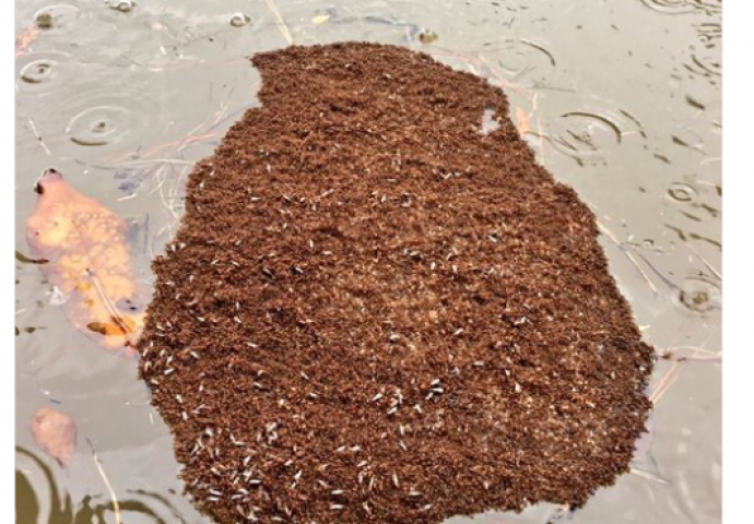 Nakon poplava pojavili se smrtonosni mravi: Zovu ih "vatreni", jako su opasni, od njihovih ugriza koža gori (FOTO, VIDEO)
