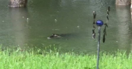 Žena iz Houstona u svojem poplavljenom dvorištu snimila aligatore