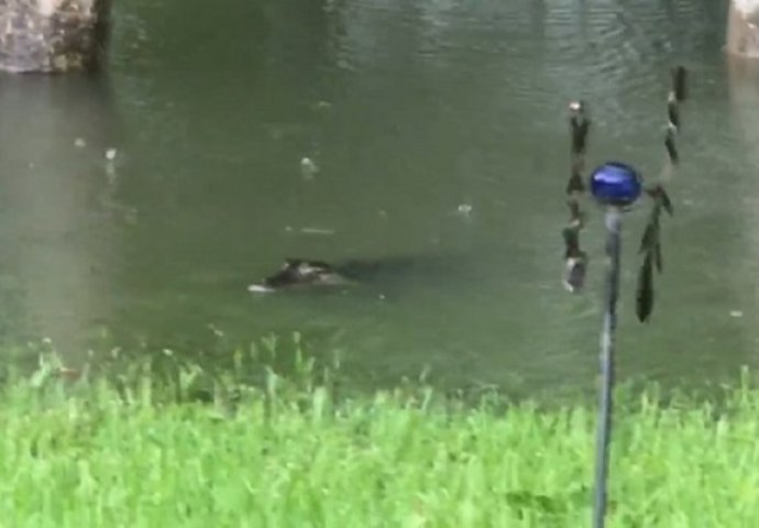 Žena iz Houstona u svojem poplavljenom dvorištu snimila aligatore