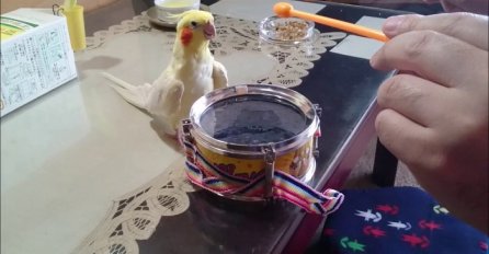 Ovaj papagaj će vas rasplakati od smijeha: Kada čuje ritam bubnja, nastaje haos! (VIDEO)