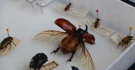 UPORNO SE BORITE PROTIV NJIH? Evo kako da se na bezopasan način riješite insekata u svom domu