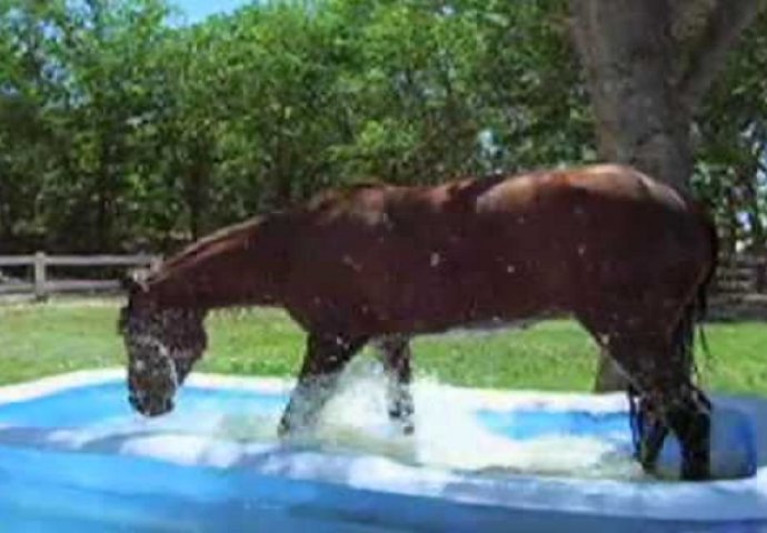 Nevjerovatna stvar se desila kada je ovaj predivni konj otkrio dječji bazen! (VIDEO)