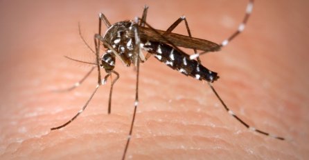 SVI OVO RADIMO: Jednu stvar nikako ne bismo smjeli napraviti nakon uboda komarca
