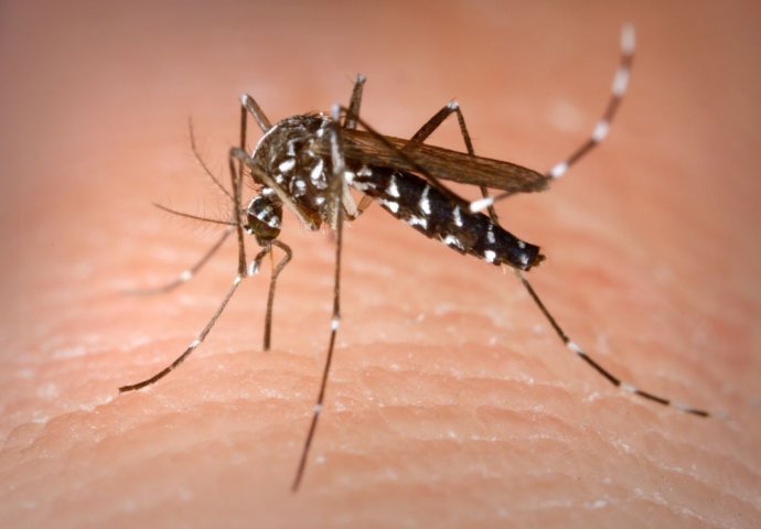 SVI OVO RADIMO: Jednu stvar nikako ne bismo smjeli napraviti nakon uboda komarca