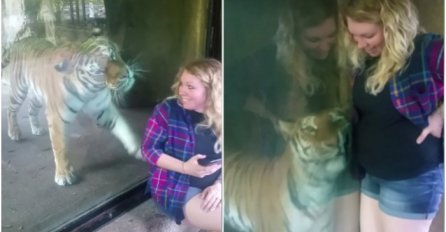 Trudnica je htjela napraviti selfi sa tigrom, a reakcija životinje na njen stomak će vas razniježiti! (VIDEO)