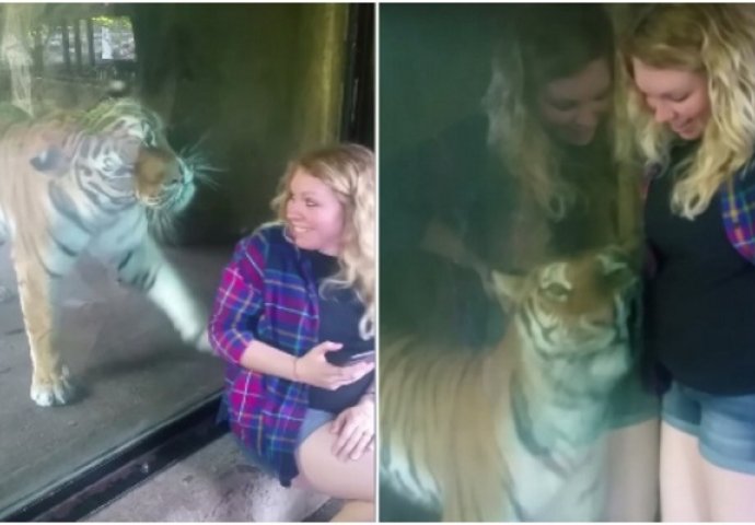 Trudnica je htjela napraviti selfi sa tigrom, a reakcija životinje na njen stomak će vas razniježiti! (VIDEO)