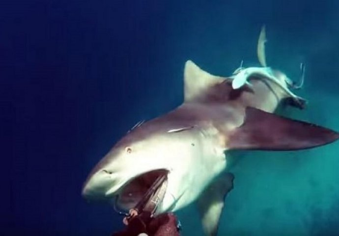 Kao iz horora: Stvorenje iz dubina napalo ronioca (VIDEO)