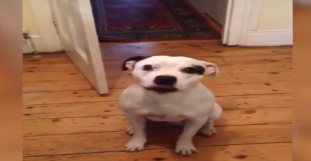Vrijedan i snalažljiv: Kada želi napolje ovaj pas sam sprema stvari! (VIDEO) 