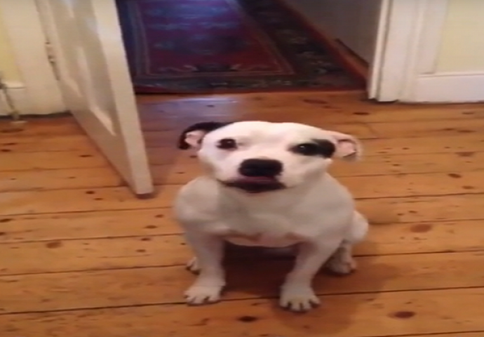 Vrijedan i snalažljiv: Kada želi napolje ovaj pas sam sprema stvari! (VIDEO) 
