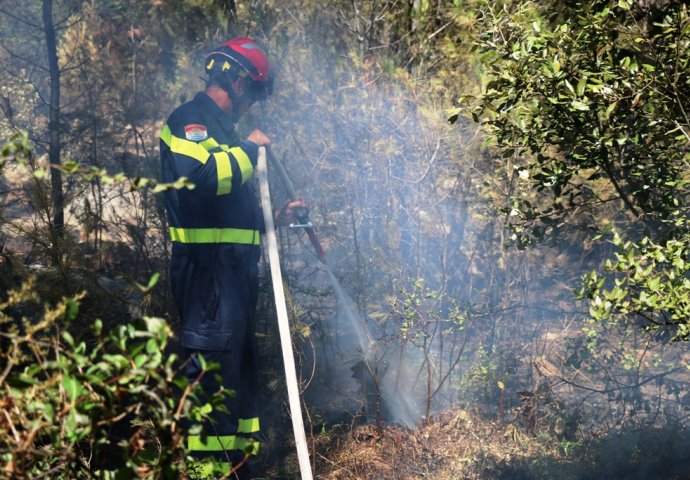 OVO JE RASPLAKALO CIJELI SVIJEt: Od posljedica požara izgorio oklop od kornjače (FOTO)