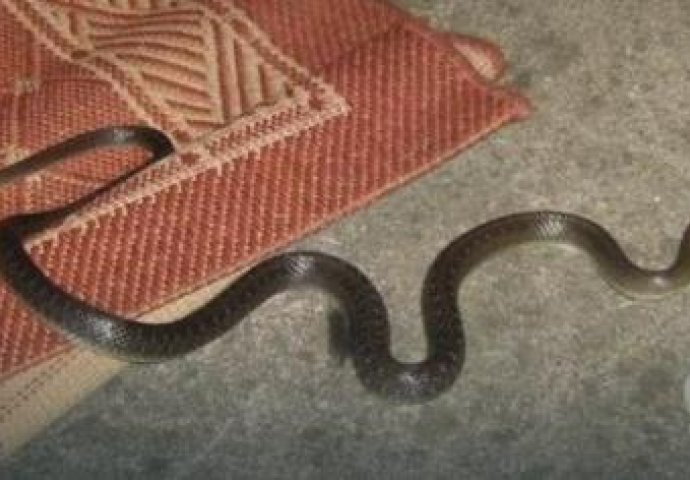 ŽENA DOŽIVJELA ŠOK:  Ispod kreveta pronašla zmiju, a u pomoć joj pristigli vatrogasci!