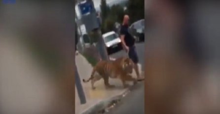Ništa neobično samo tip koji usred grada prelazi cestu i na povocu vodi odraslog tigra! (VIDEO)