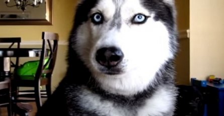 Fenomen: Pas Mishka zna izgovoriti 12 riječi, ovaj snimak je zaista čudesan! (VIDEO)