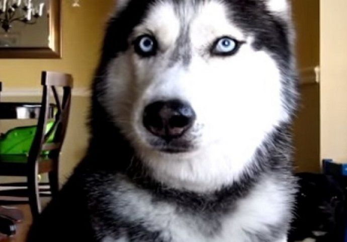 Fenomen: Pas Mishka zna izgovoriti 12 riječi, ovaj snimak je zaista čudesan! (VIDEO)
