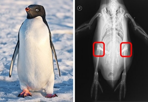 pingvini-imaju-kolena-10