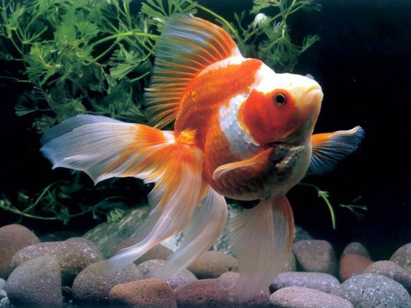 gold-fish-pictures-06