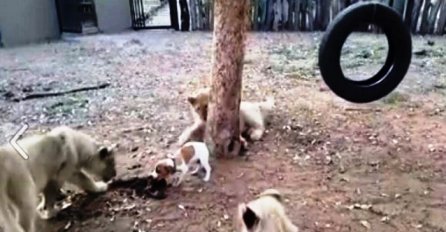 Hrabrost ne poznaje veličinu: Pogledajte ovog malog psića kako brani hranu od gladnih lavova! (VIDEO)