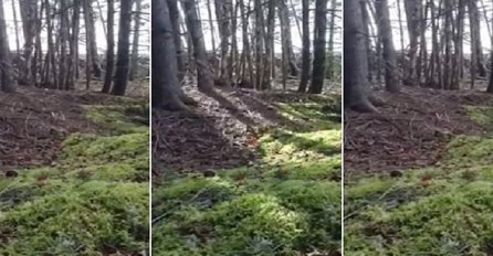 Snimak koji je sve uznemirio: Da li ova šuma diše? (VIDEO)