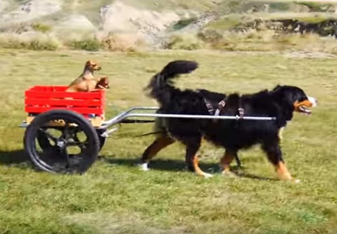 Pseći taksi: Veliki pas poveo svoje male prijatelje u vožnju! (VIDEO)