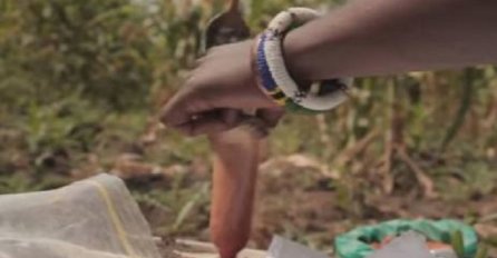 Snalažljivost: Kako kondomi napunjeni čilijem spašavaju živote slonova (VIDEO)