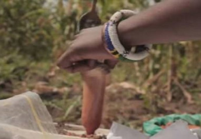 Snalažljivost: Kako kondomi napunjeni čilijem spašavaju živote slonova (VIDEO)
