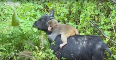 ČUDO NEVIĐENO: Koza usvojila odbačeno majmunče koje se čvrsto drži za nju baš kao za pravu majku! (VIDEO)