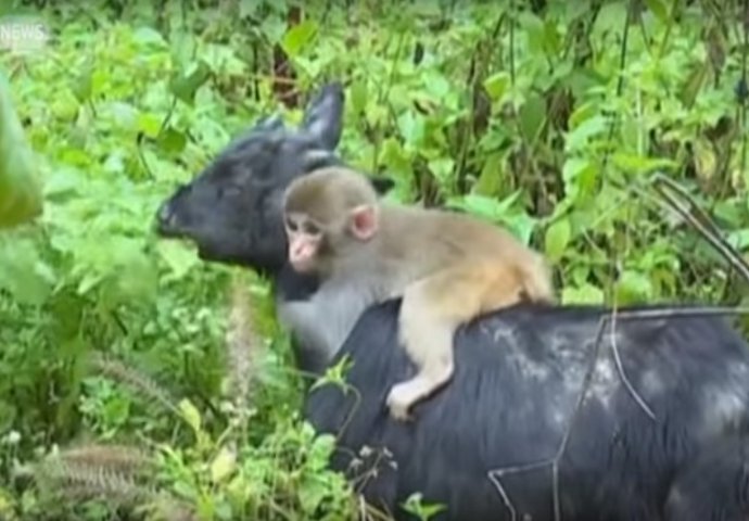 ČUDO NEVIĐENO: Koza usvojila odbačeno majmunče koje se čvrsto drži za nju baš kao za pravu majku! (VIDEO)
