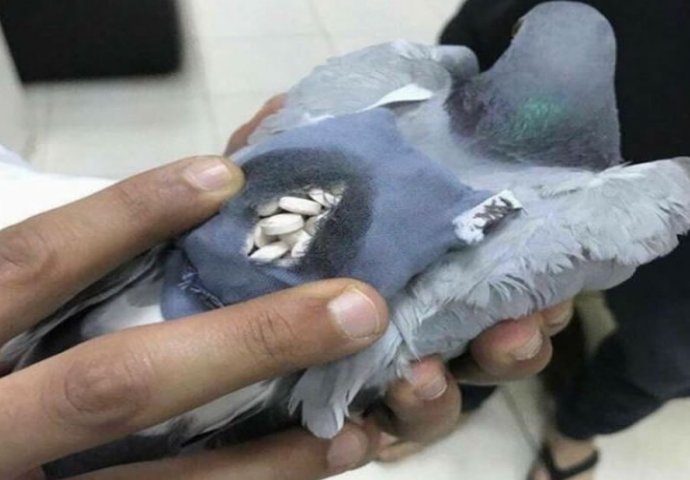 NARKO GOLUB: Policija ubila pticu koja je donosila drogu u zatvor