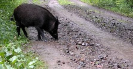 Divlje svinje "u bijegu" na ulicama Novog Sada