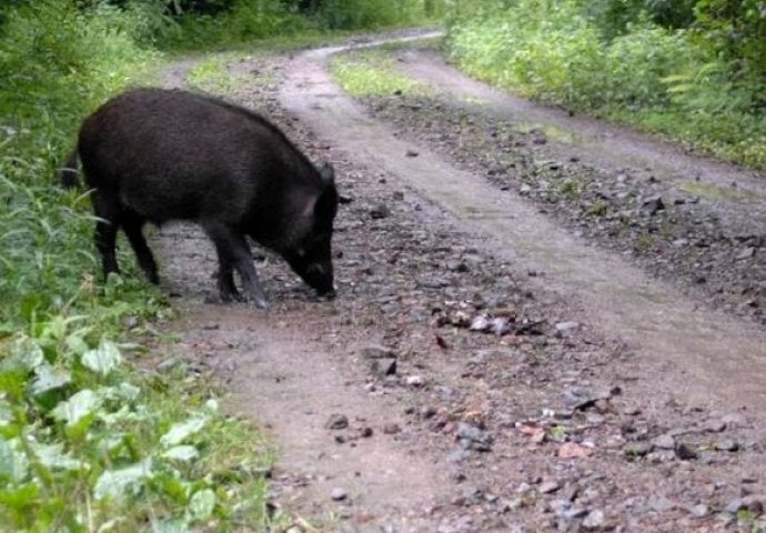 U TOKU POTJERA: Divlje svinje doplivale Dunavom, POČELE NAPADATI LJUDE!