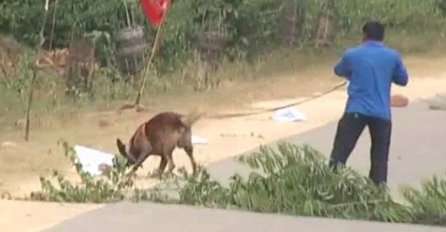 Policijski pas pronašao minu a onda mu je eksplodirala direktno u lice, dobro se pripremite za ono što će uslijediti na 0:18! (VIDEO)