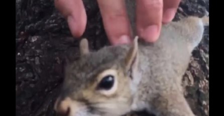 Uspio je da pomazi vjevericu po leđima, a njena reakcija će vas totalno raznježiti! (VIDEO)